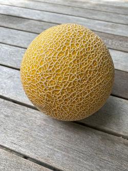 Mini Galia Melone