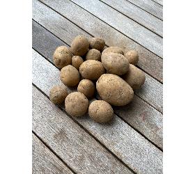 Frühkartoffeln Nicola 1 kg, festkochend