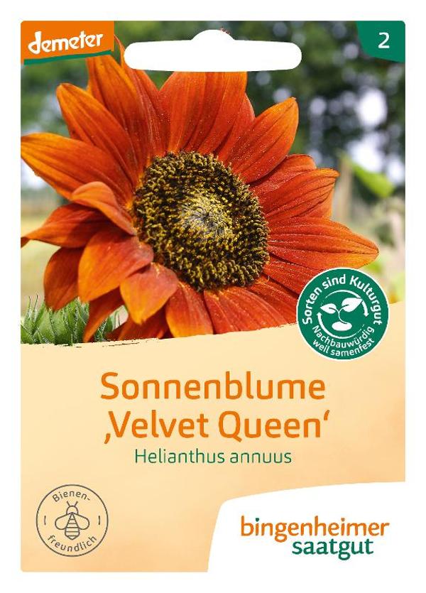 Produktfoto zu Sonnenblume Velvet Queen Saat