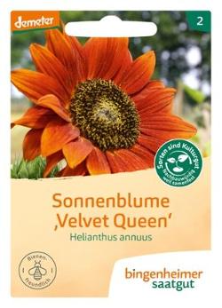 Sonnenblume Velvet Queen Saat