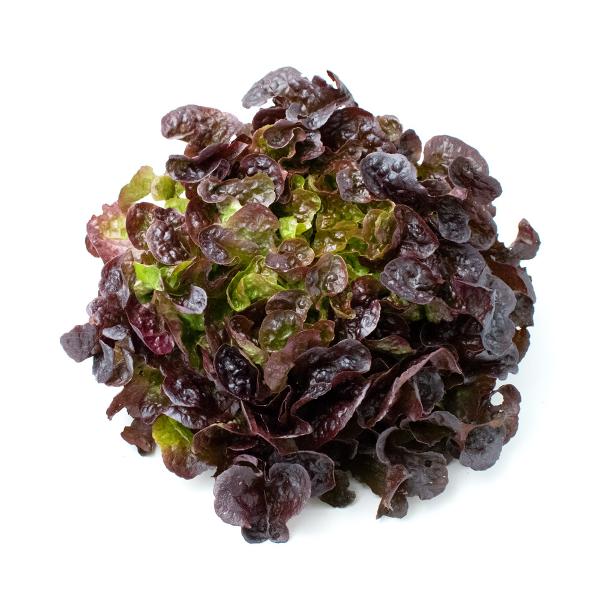 Produktfoto zu roter Eichblatt Salat
