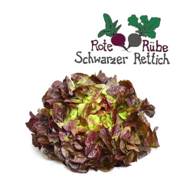 Produktfoto zu Salat, Eichblatt rot