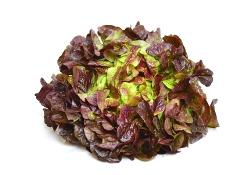 Salat, Eichblatt rot