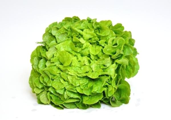 Produktfoto zu Salat, Eichblatt grün
