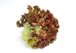 Salat, Batavia rot
