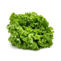 Salat, Batavia grün