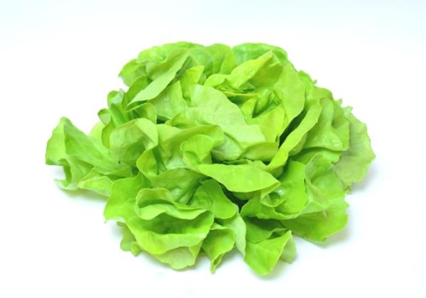 Produktfoto zu Salat, Kopfsalat