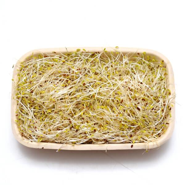 Produktfoto zu Sprossen Alfalfa, 100g