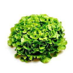 Eichblatt-Salat Raisa