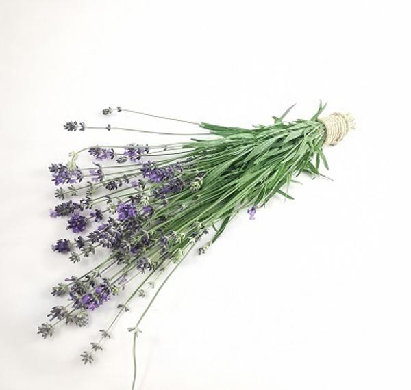 Produktfoto zu Lavendel
