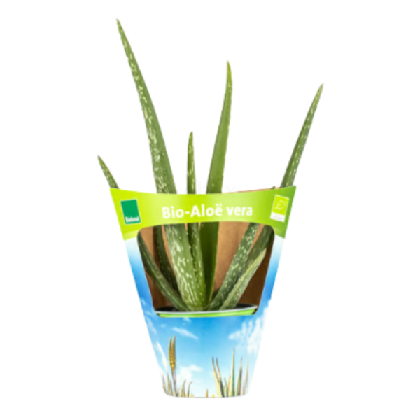 Produktfoto zu Aloe Vera Pflanze