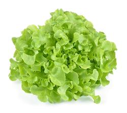 Eichblattsalat grün