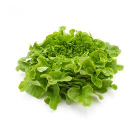 grüner Eichblattsalat