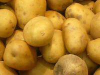 Kartoffel Linda festkochend