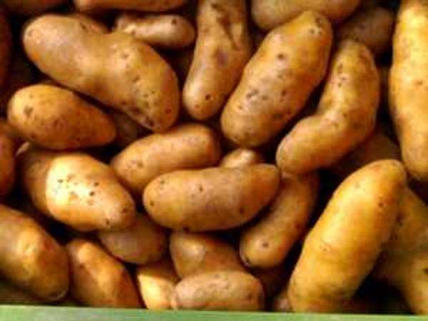 Produktfoto zu Früh-Kartoffeln fk