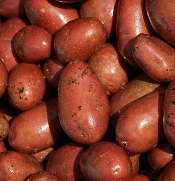 Produktfoto zu Kartoffeln  rot -vfk-