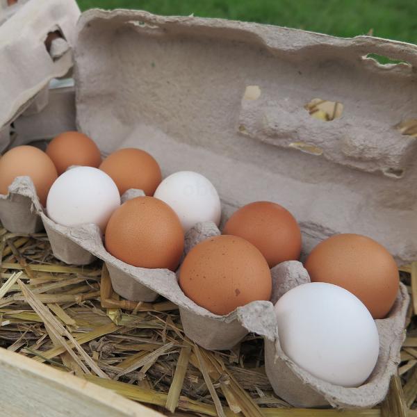 Produktfoto zu 10 Eier M demeter